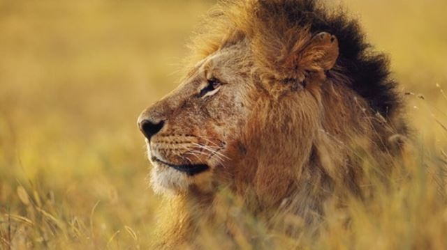 Lion staring into the distance